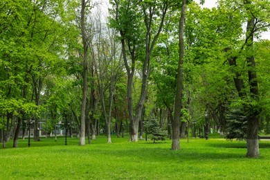 Photo of Beautiful park with green lawn and trees on sunny day