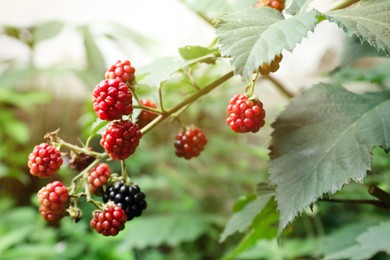 Blackberry bush with unripe berries in garden, closeup