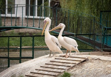 Photo of Beautiful white pelicans in zoo enclosure. Wild birds