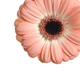 Photo of Beautiful pink gerbera flower on white background, closeup