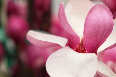 Beautiful blooming flower of magnolia tree on blurred background, closeup