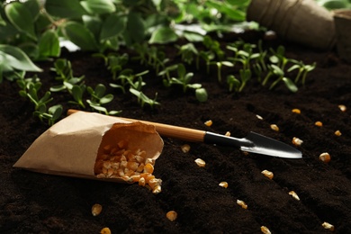 Paper bag with corn seeds on soil. Vegetables growing