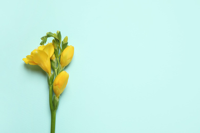 Beautiful blooming yellow freesia on light background, top view. Space for text