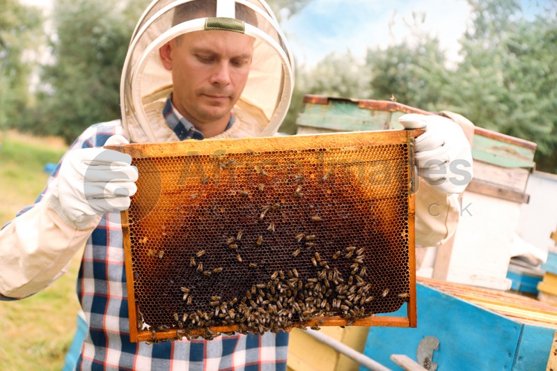 Photo of Beekeeper with hive frame at apiary. Harvesting honey