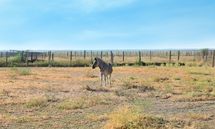 Photo of One cute zebra in nature reserve on sunny day