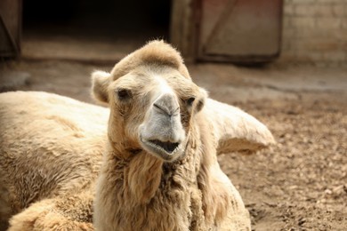 Beautiful dromedary camel in zoo. Exotic animal