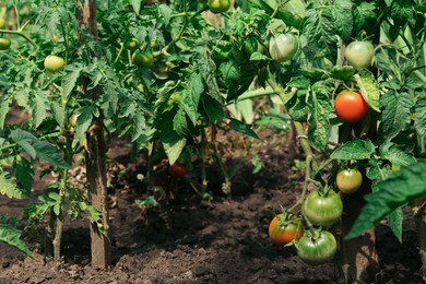 Beautiful green plants with ripening tomatoes in garden