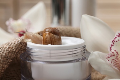 Photo of Snail and jar of cream on table, closeup