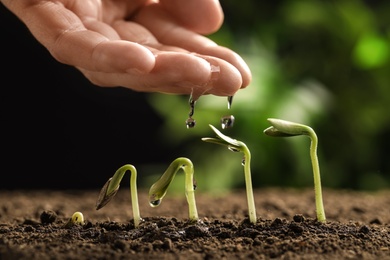 Woman watering little green seedlings in soil against blurred background, closeup view