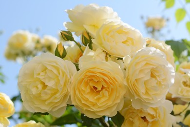 Closeup view of blooming rose bush with beautiful yellow flowers against blue sky