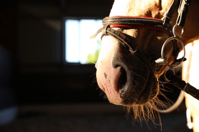 Photo of Closeup view of horse with bridle in stabling. Beautiful pet