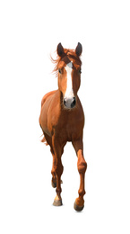 Image of Chestnut horse walking on white background. Beautiful pet  