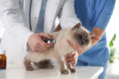 Photo of Professional veterinarians examining cat in clinic, closeup