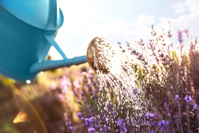 Photo of Watering blooming lavender flowers in field. Gardening tools