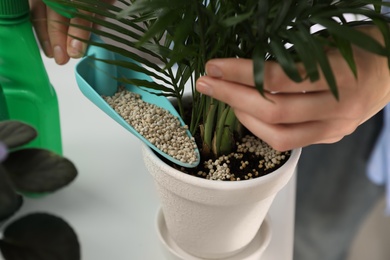 Woman pouring granular fertilizer into pot with house plant at table, closeup