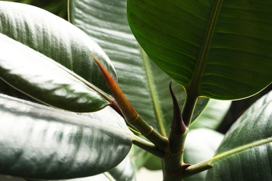 Ficus with lush leaves, closeup. Tropical plant
