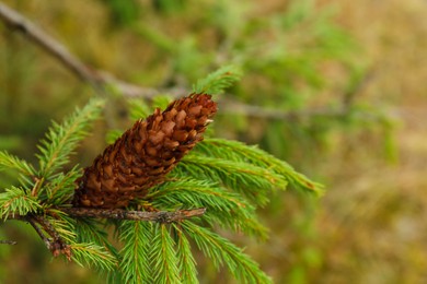 Cone growing on spruce branch outdoors, closeup. Space for text