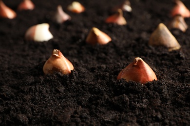 Many tulip bulbs planted in soil, closeup