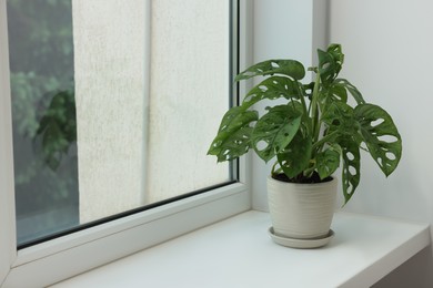 Monstera in pot on windowsill indoors, space for text. House plant