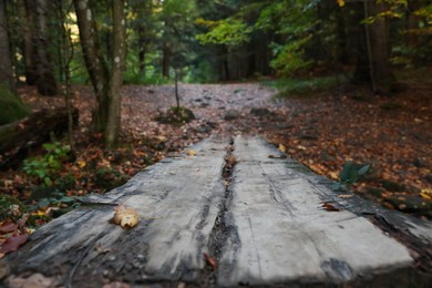 Photo of Beautiful view of weathered wooden plank in forest on autumn day, closeup