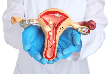 Gynecologist holding model of female reproductive system on white background, closeup