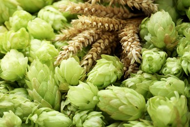 Photo of Spikes on fresh green hops, closeup view