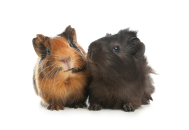 Cute funny guinea pigs on white background