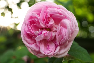 Beautiful pink hybrid tea rose growing in garden, closeup
