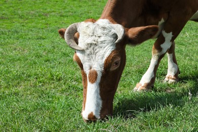 Photo of Beautiful cow grazing in green field. Farm animal