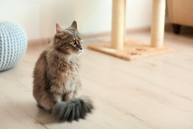 Photo of Adorable Maine Coon cat on floor at home. Space for text