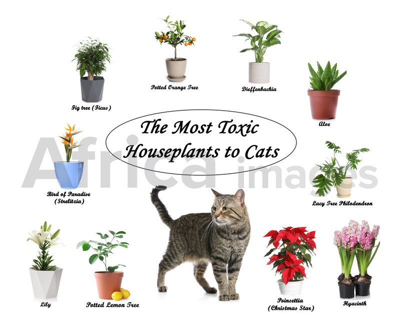 House Plants That Are Toxic To Cats