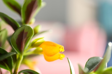 Photo of Beautiful Goldfish plant on blurred background, closeup