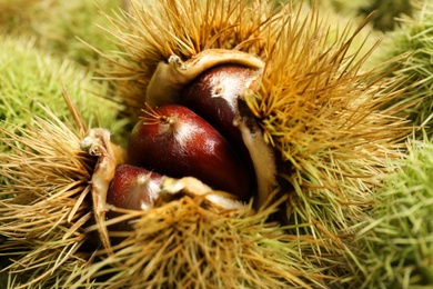 Closeup view of fresh sweet edible chestnuts