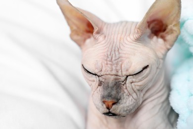 Adorable Sphynx cat sleeping at home, closeup with space for text. Lovely pet