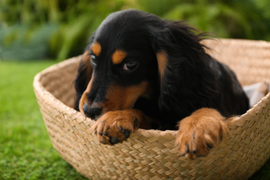 Cute dog relaxing in wicker basket outdoors, closeup. Friendly pet