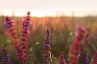 Beautiful wild flowers in field at sunrise, closeup. Early morning landscape