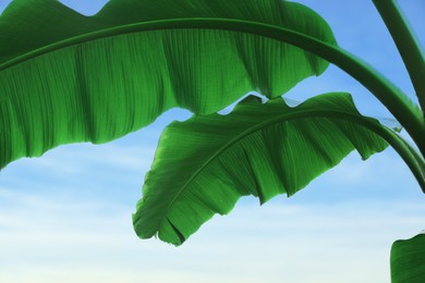 Banana plant with beautiful green leaves outdoors, low angle view. Tropical vegetation