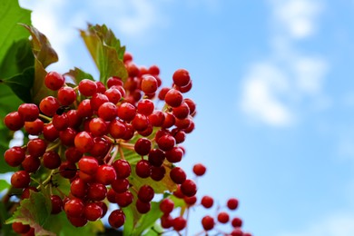 Photo of Beautiful Viburnum shrub with bright berries against blue sky, closeup. Space for text