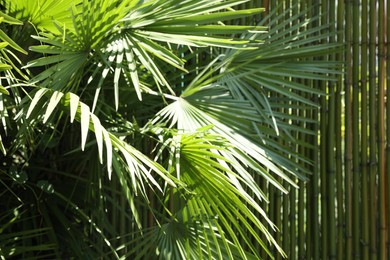 Photo of Beautiful tropical plant with green leaves near bamboo fence outdoors