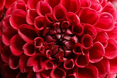 Beautiful red dahlia flower as background, closeup