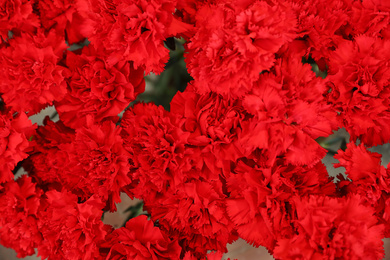 Beautiful fresh carnation flowers as background, top view. Floral decor