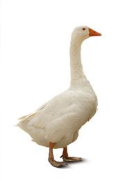 Image of Beautiful goose on white background. Domestic animal