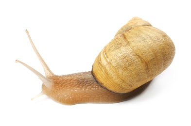 Photo of Common garden snail crawling on white background