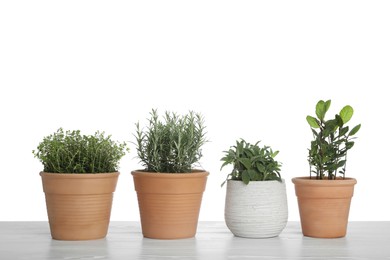 Pots with thyme, bay, sage and rosemary on table against white background