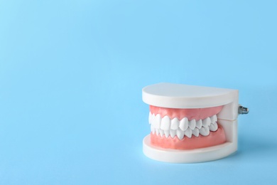 Educational model of oral cavity with teeth on color background