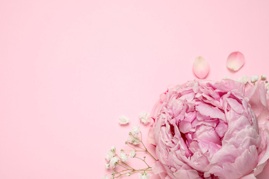 Beautiful floral composition with peony on pink background, flat lay. Space for text