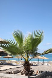 Photo of Beautiful palm tree on sea beach at exotic resort