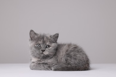 Cute little grey kitten lying on white background