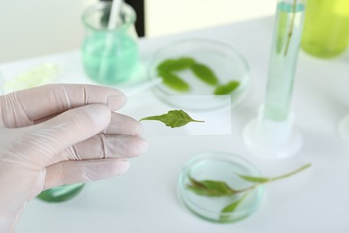 Scientist holding glass slide with leaf in laboratory, closeup