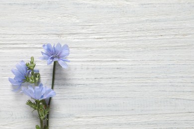Photo of Beautiful chicory flowers on white wooden background, flat lay. Space for text